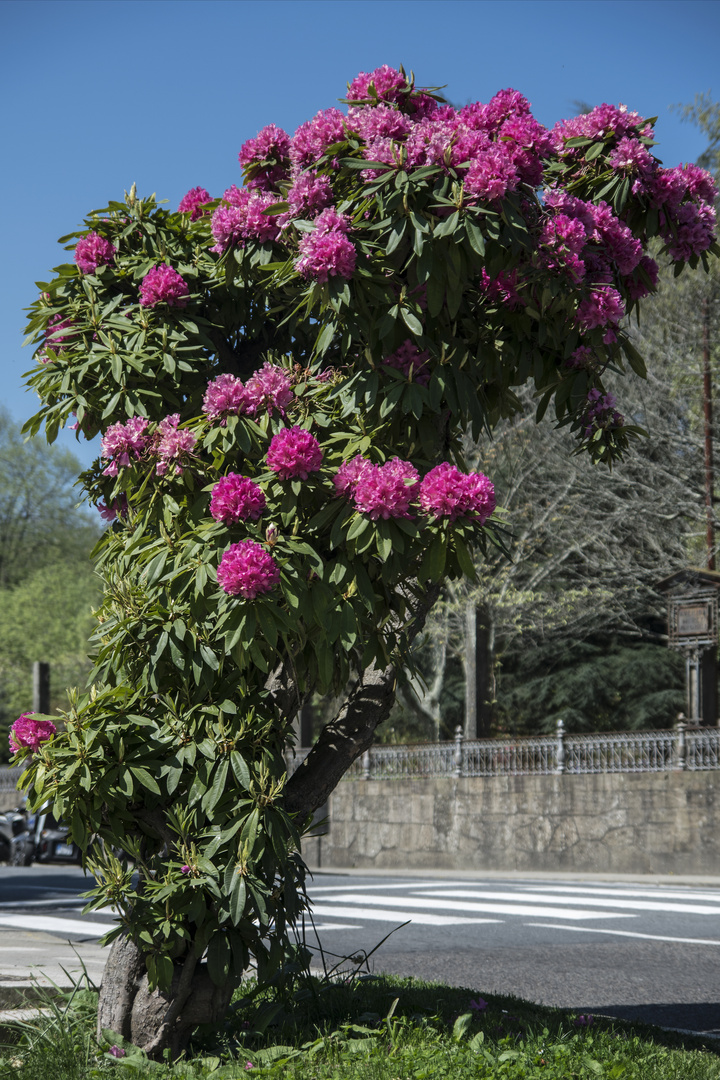 Un pequeño rododendro a pleno sol