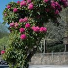 Un pequeño rododendro a pleno sol