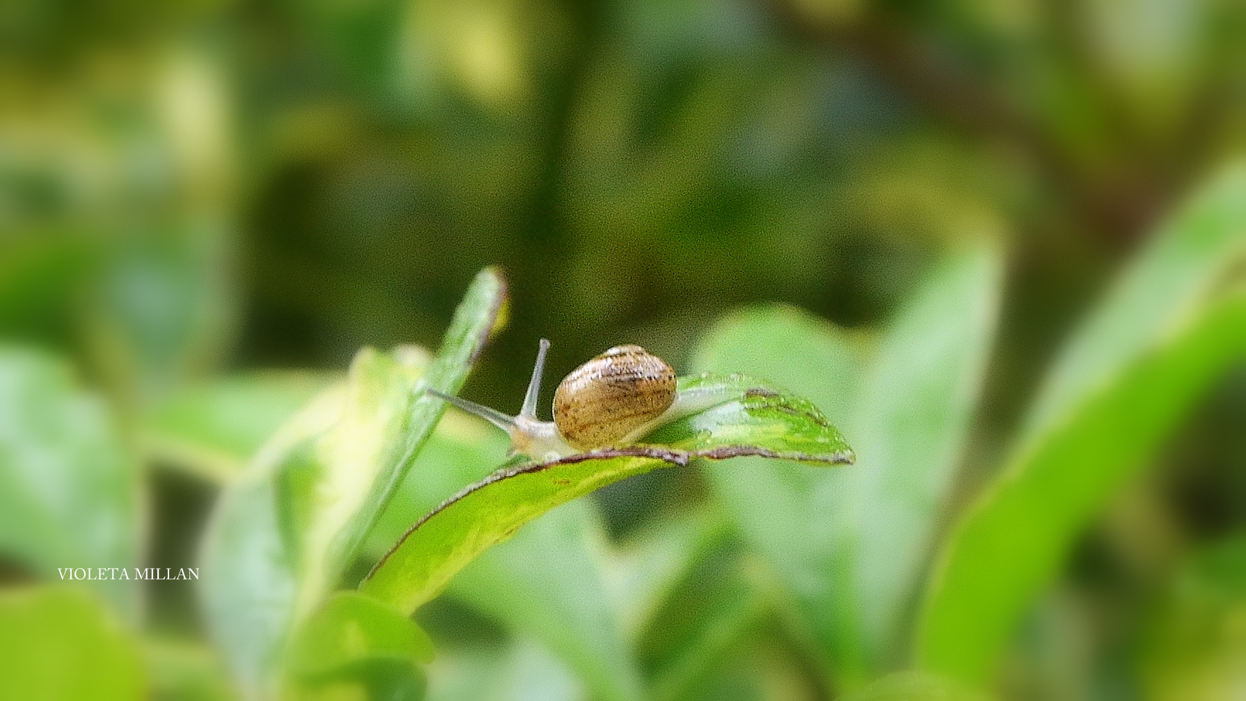 UN PEQUEÑO Y GRACIOSO CARACOLITO