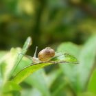 UN PEQUEÑO Y GRACIOSO CARACOLITO