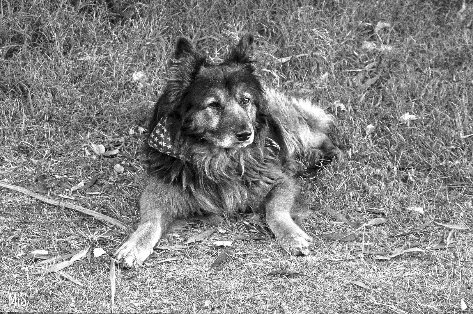 Un perro coqueto