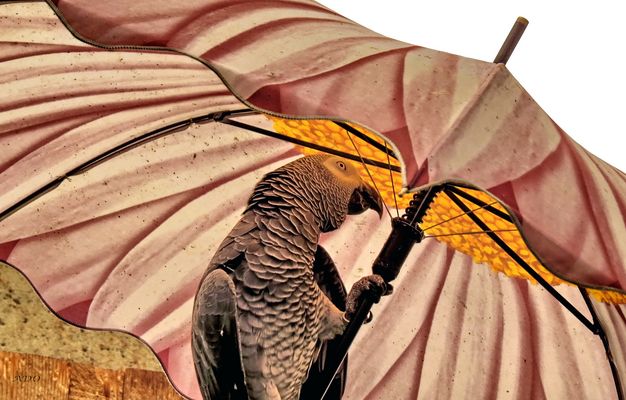 un perroquet gris d'Afrique 