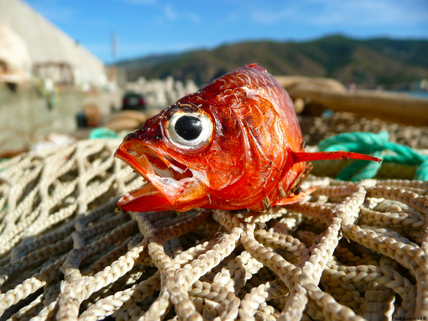 un pesce di nome wanda