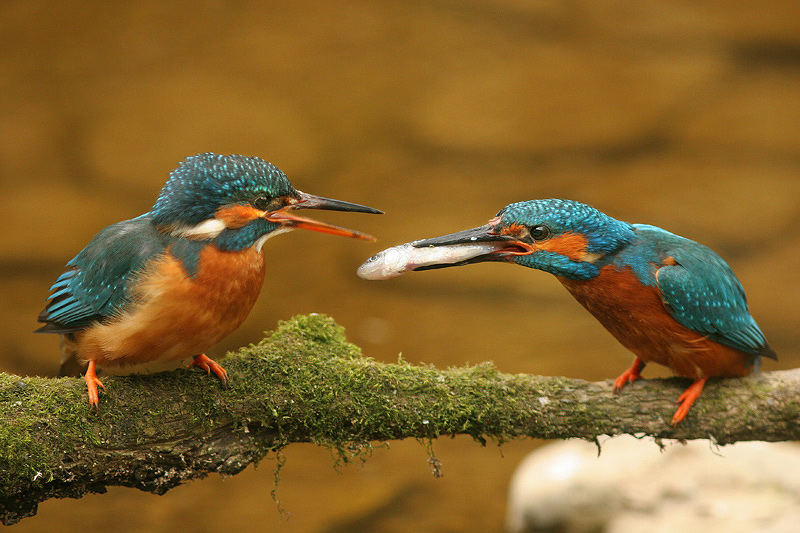 Un pesce per te.