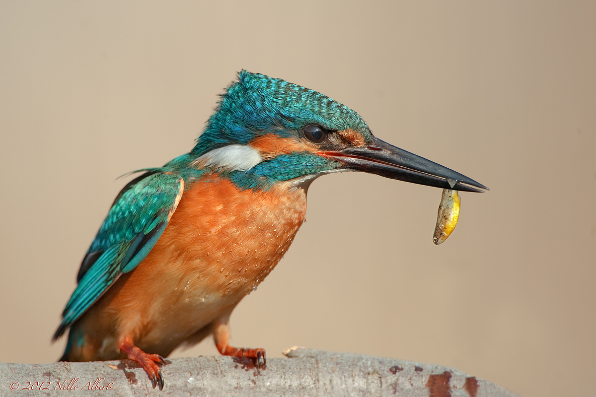 Un pesciolino insolito !!