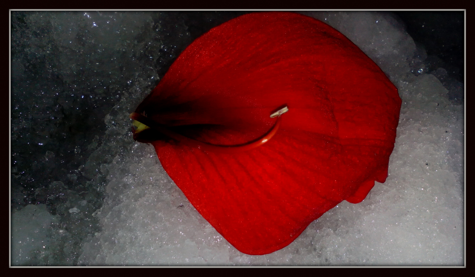 Un petalo de flor