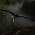 Un petit air de Jurassic Park, avec le marabout africain dans le rôle du ptérodactyle 