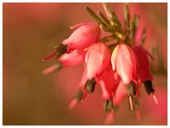 un petit air de printemps