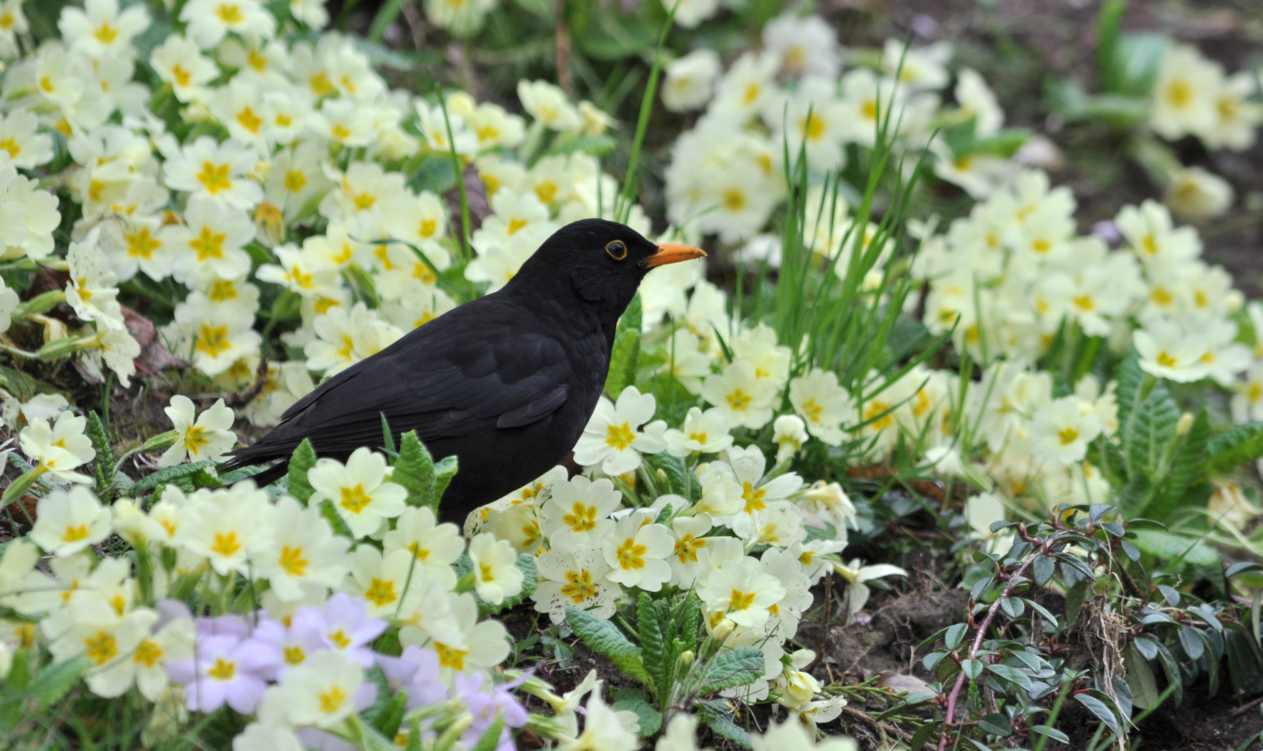 Un petit air de printemps