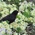 Un petit air de printemps