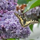 Un petit arrêt sur mon lilas ....