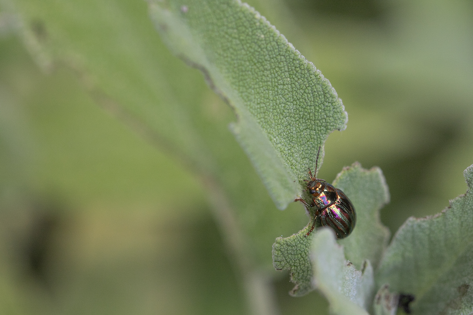 Un petit bijou ravageur-Chrysolina americana