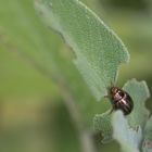 Un petit bijou ravageur-Chrysolina americana