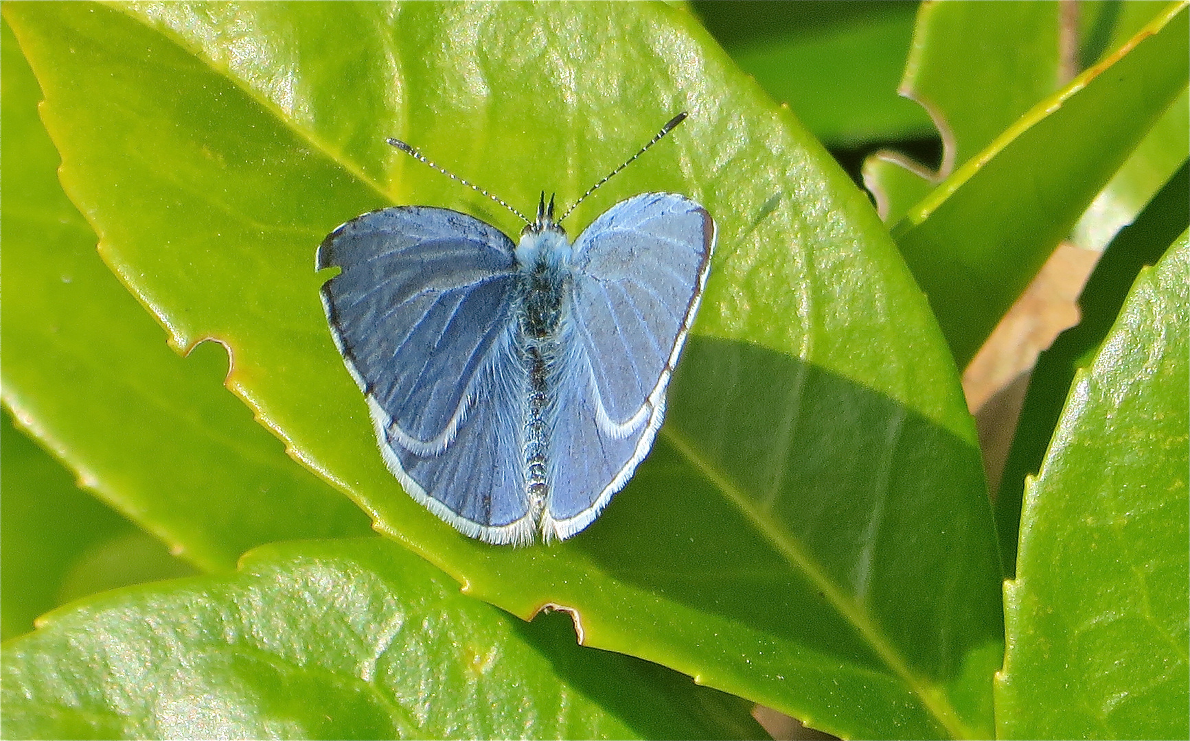 ..un petit bleu papillon...