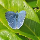 ..un petit bleu papillon...