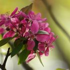 un petit bouquet