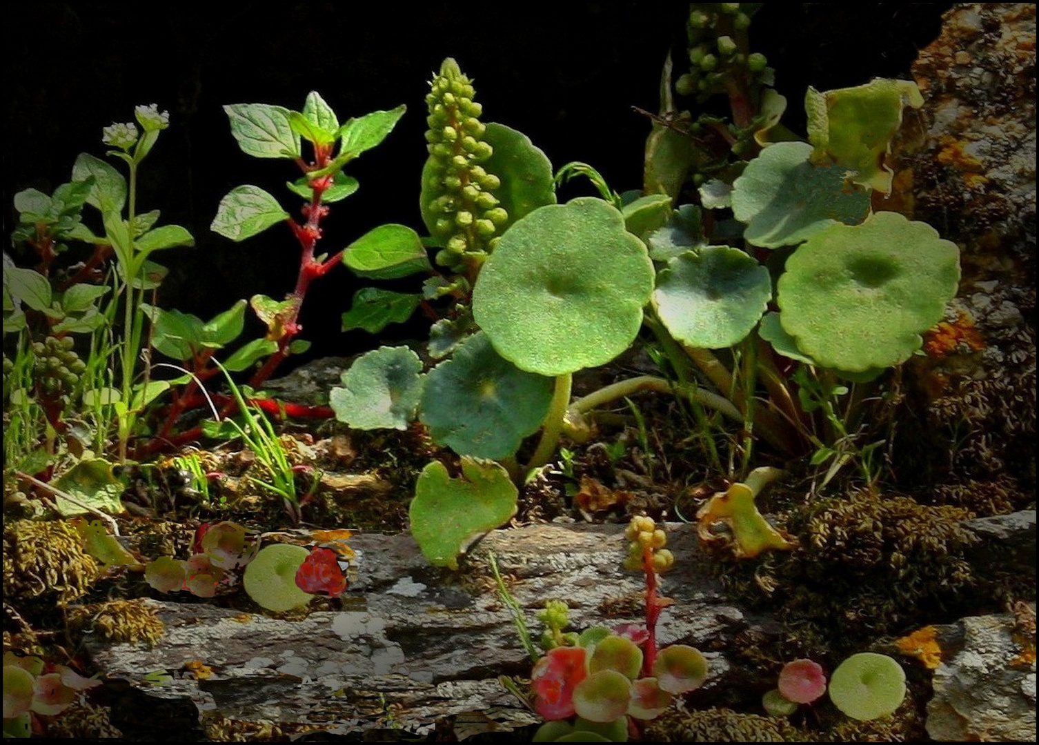 Un petit bout de jardin 