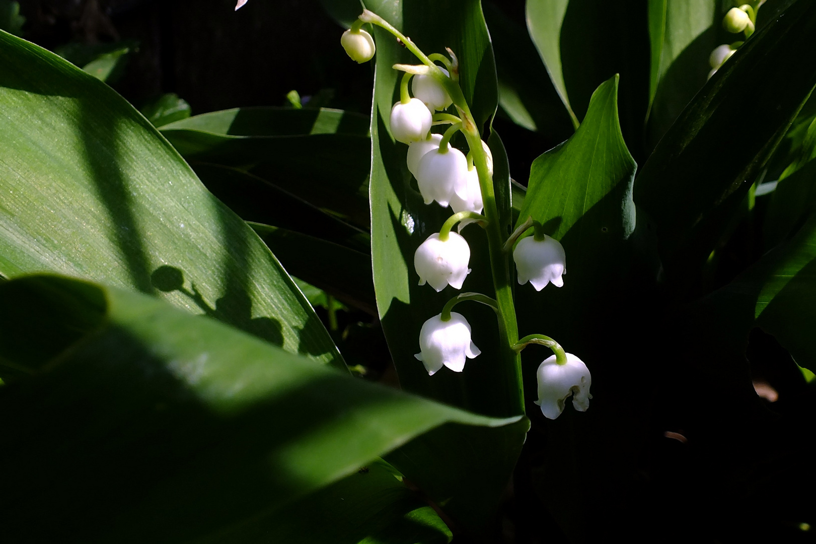 Un petit brin de muguet