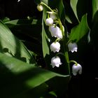 Un petit brin de muguet