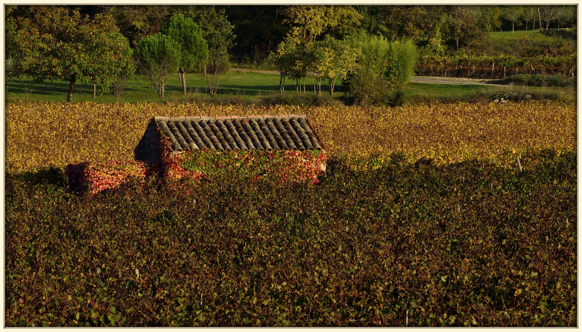 Un petit cabanon....dans les vignes d'automne