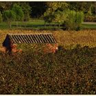 Un petit cabanon....dans les vignes d'automne