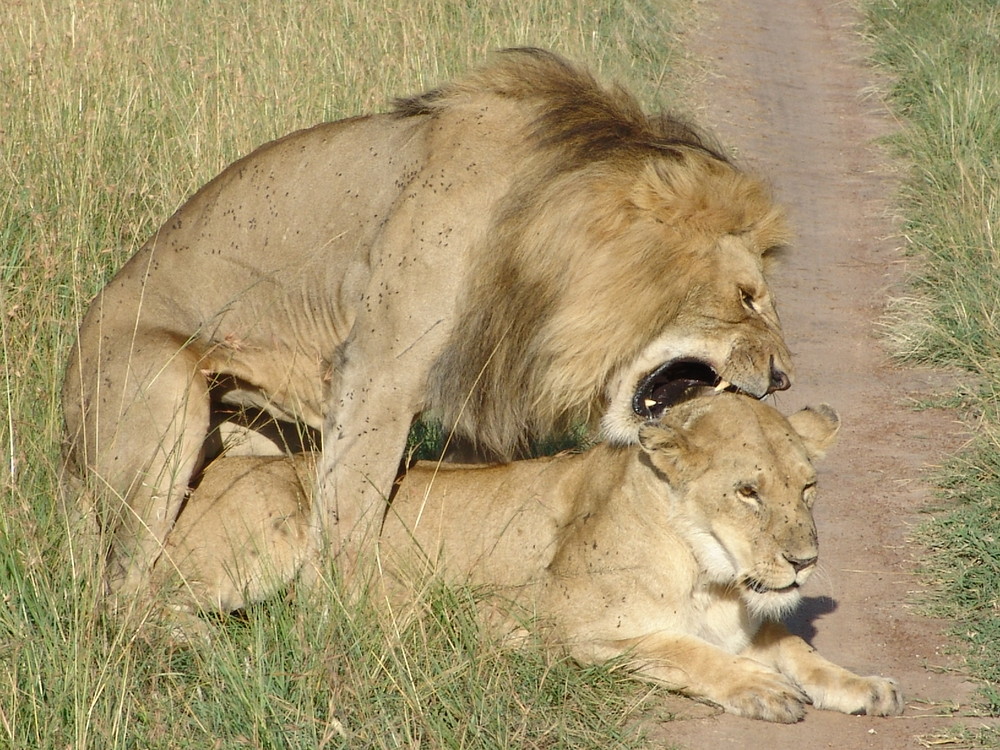 un petit calin dans le Masai Mara