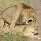 un petit calin dans le Masai Mara