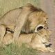 un petit calin dans le Masai Mara