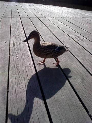 Un petit canard au soleil...