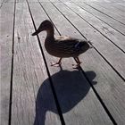 Un petit canard au soleil...