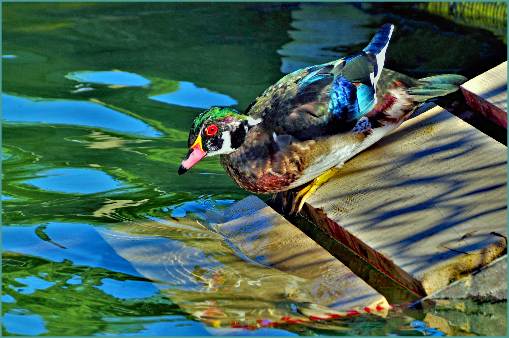 un petit canard de toutes les couleurs....