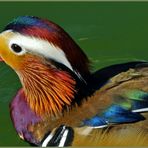 un petit " canard" de toutes  les couleurs ...