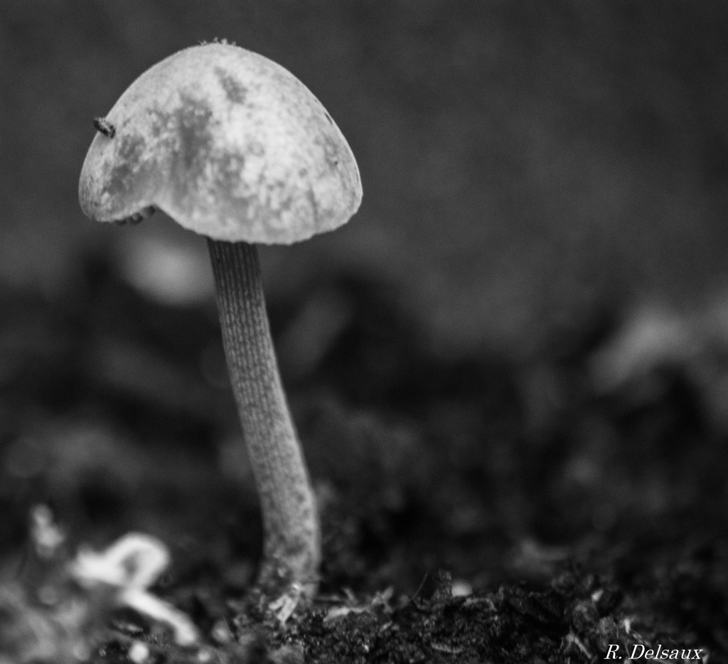 Un petit champignon