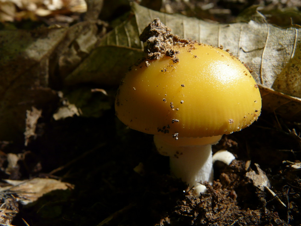 un petit champignon