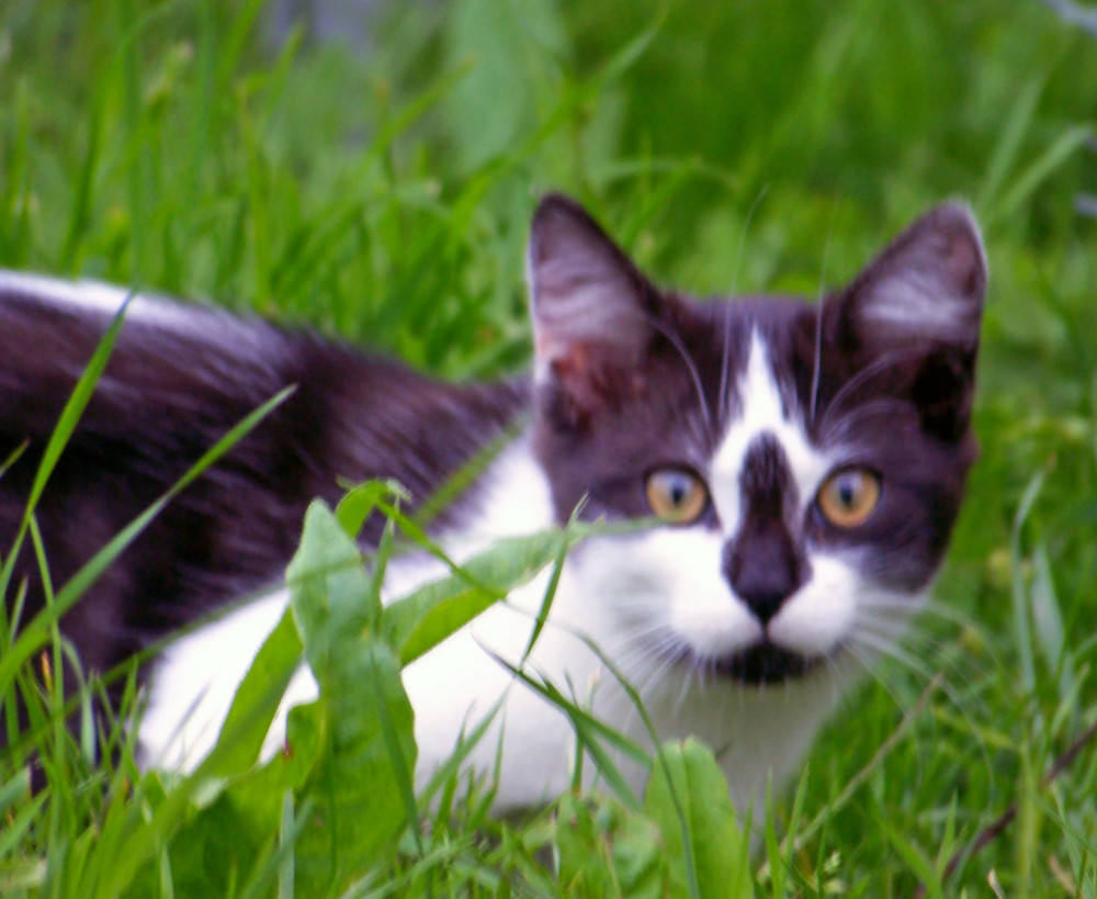 un petit chaton qui chercher une betise a faire