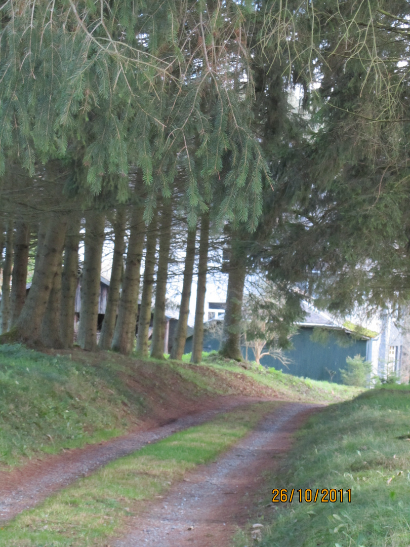 Un petit chemin dans les bois en Ardenne belge .