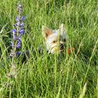 Un petit chien sur un terrain d'aviation...