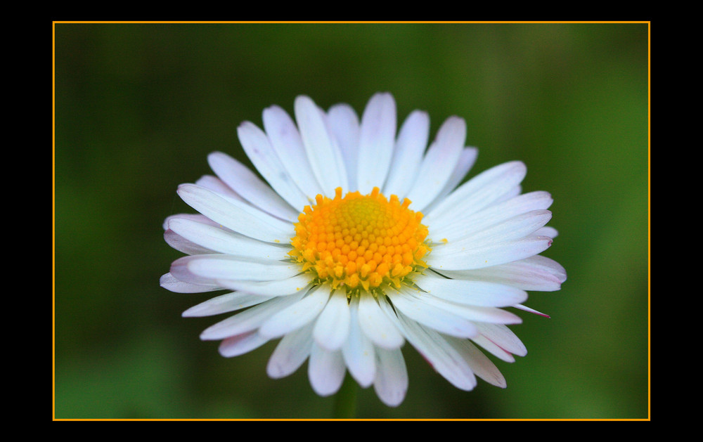 Un petit coin de jardin.