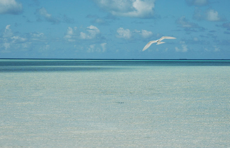 un petit coin de paradis