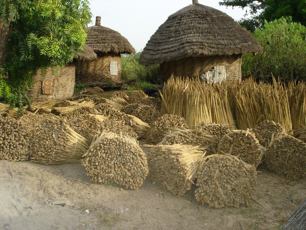 un petit coin tranquille d'afrique typique provision pour l'hiver