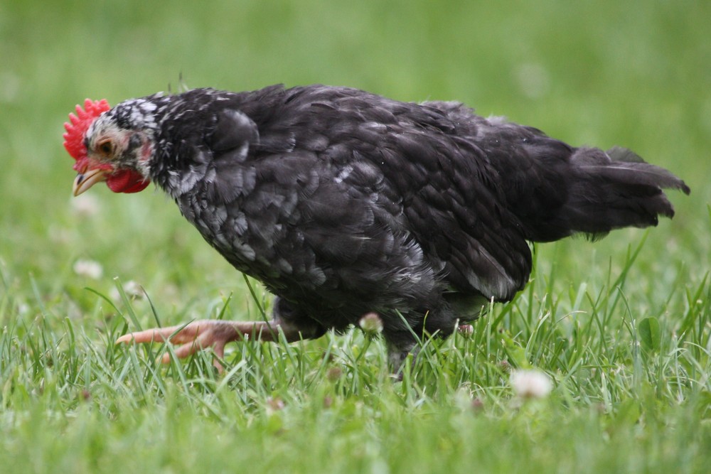 un petit coq qui réflechit tout en allant de l 'avant