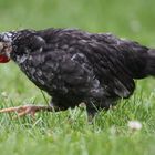 un petit coq qui réflechit tout en allant de l 'avant