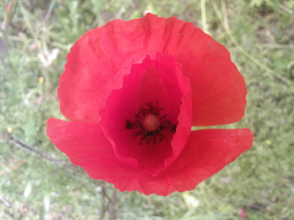 un petit coquelicot