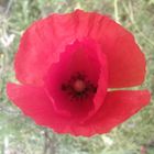 un petit coquelicot