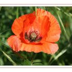 un petit coquelicot