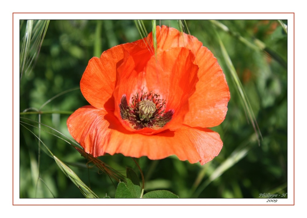 un petit coquelicot