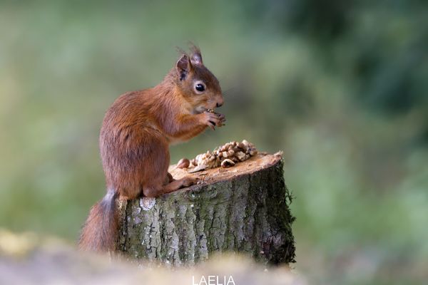 un petit coucou de SPEEDY 