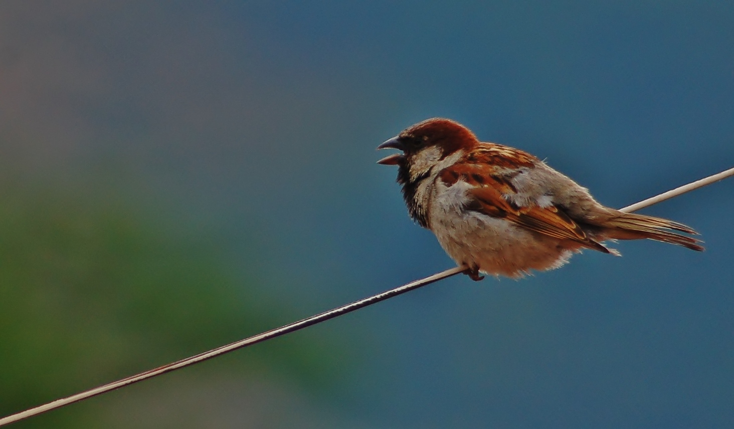 Un Petit Coucou Du Matin Photo Et Image Animaux Animaux