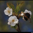 " Un petit coup de bourdon pour vous assurer de l'arrivée du printemps " hi hi