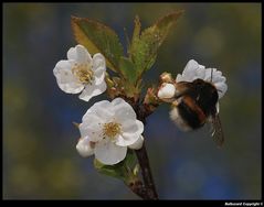 " Un petit coup de bourdon pour vous assurer de l'arrivée du printemps " hi hi